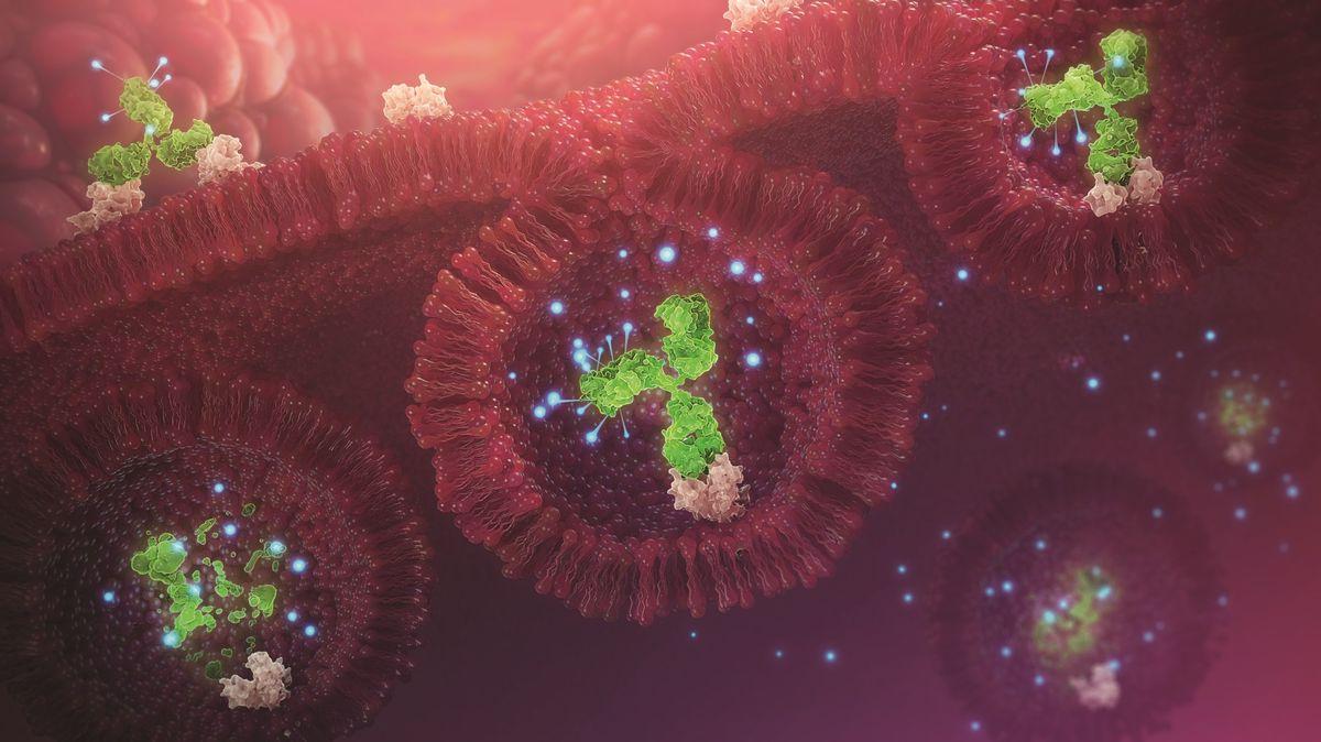 This image is a scientific illustration of an antibody drug conjugate inside a cancerous cell